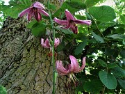 22 Lilium martagon (Giglio martagone)